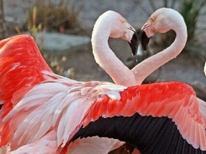 Wild Trivia: Valentine's 2.0