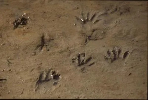 Naturalist Workshop: Tracking Basics