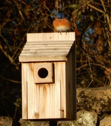 Wild About Bluebirds