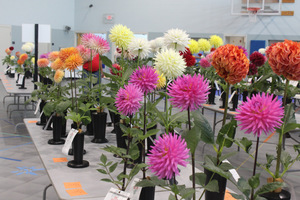 60th Annual Dahlia Show