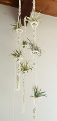 Patchwork Presents Macrame Air Plant Hanger Craft Workshop