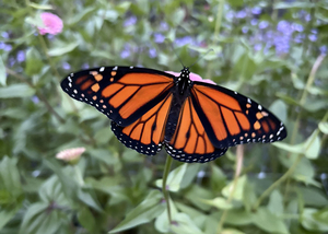 Flower Picking: Sunflowers, zinnias and more July 2026 eastern Connecticut