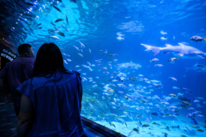 Valen-Tide's Night at Adventure Aquarium