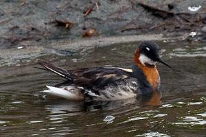 Nature Collective Hosts Wildlife Tour