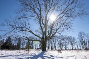 The Cedar Lakes Conservation Foundation’s Winter Luminary Walk and Chili Social
