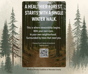 Winter Walk in the Forest -  2/2