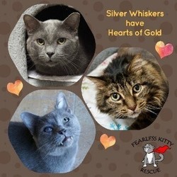 Fearless Kitty Rescue February Activities Support Silver Whiskers Program