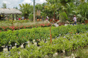 ACE - ONLINE: Florida Plants for Sarasota