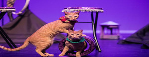 The Amazing Acro-cats Ambush Asheville!