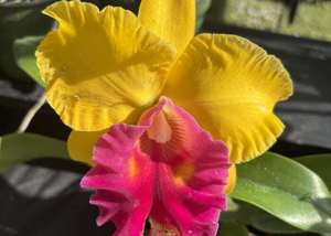 Sawgrass Nature Center's February Orchid and Plant Festival