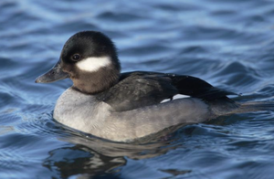 Winter Birding in Salem Sound