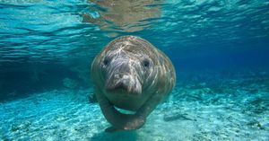 Manatee Moments