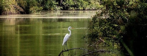 Greenfield Park Master Plan - Public Meeting