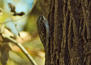 Young Birder Walk at Algonkian
