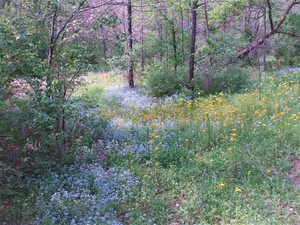 Wildflower Hikes at Owl's Hill