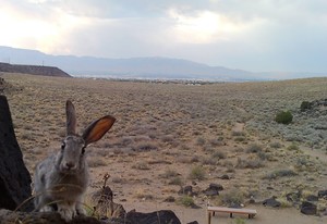 Guided Hike of Rinconada Canyon