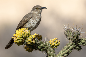 Backyard Bird Count Hike at Rinconada Canyon