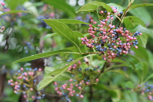 Spring Plant Sale Preview Lecture with UD Botanic Gardens