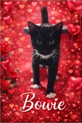 Boca Raton Valentine’s Week Cat Adoption Event - part of Pet Supermarket’s Friends & Family Event