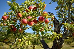 Apple Tree Grafting Workshop