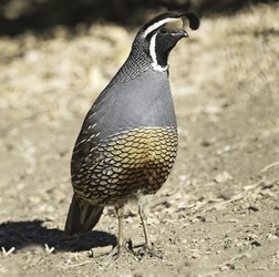 Central California Adventures  by Ken Cook