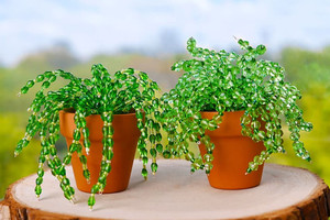 Sip and Craft: Beaded Plants at the Botanical Gardens