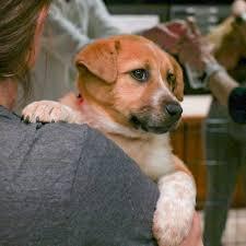 Design for Dogs Event Benefitting Arizona Animal Welfare League