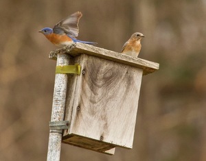 Setting Up a Bluebird Nesting Box