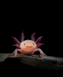 Science Spotlights: Amazing Axolotls!