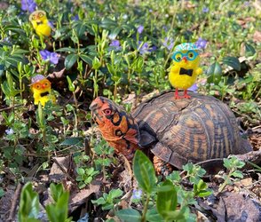 Spring Egg Hunt