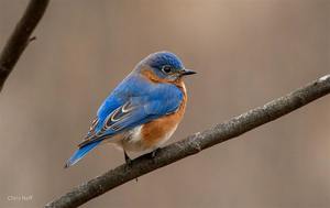 NJ Audubon: Primer for Spring Birding at Hawk Rise