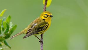 NJ Audubon Learning the Birds by Song Series - Multiple Dates
