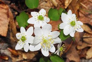NJ Audubon: Botany Blitz at Hawk Rise