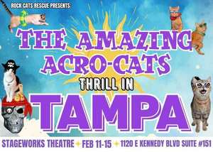 The Amazing Acro-Cats: Thrill in Tampa