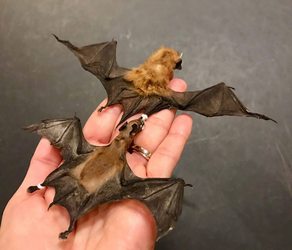 Invasion of the Bloodsuckers Family Day