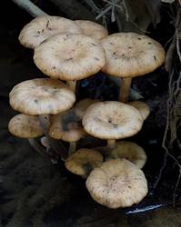 Wonderfully Weird Wednesdays: Vampire Plants