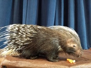 Celebrate School Break: African Safari-Land of the Giants