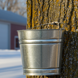 Nourished by Nature: Maple Sugaring