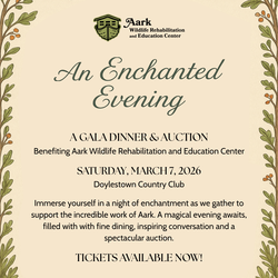Enchanted Evening with Wildlife