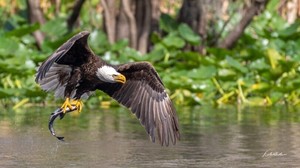 Teatown Hudson River EagleFest 2026