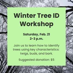 Winter Tree ID Workshop