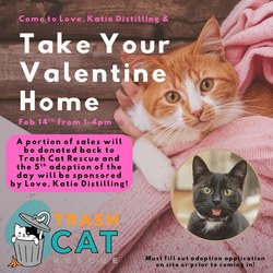 Bring Home Your Valentine with Trash Cat Rescue!