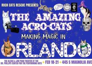 The Amazing Acro-Cats: Making Magic in Orlando