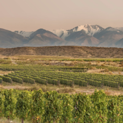 Argentina’s Zuccardi Wines—A Taste of the Andes