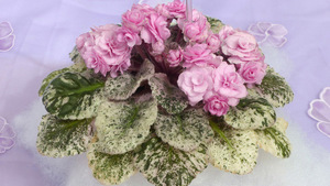 African Violet Show and Sale - Saturday, May 16, 2026 - Missouri Botanical Garden