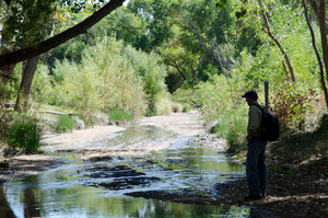 Birding Cienega Creek