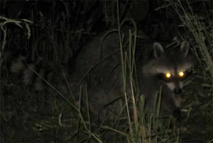 Creatures of the Night: El Rio Preserve