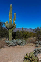 Desert Ecology Hike – Sarasota