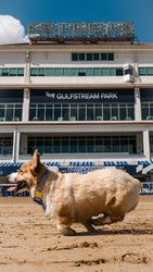 The Shortest Race on the Track: Corgis Dash at Gulfstream Park
