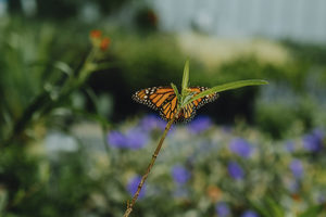 Gardening for Pollinators & Butterflies Workshop – FREE